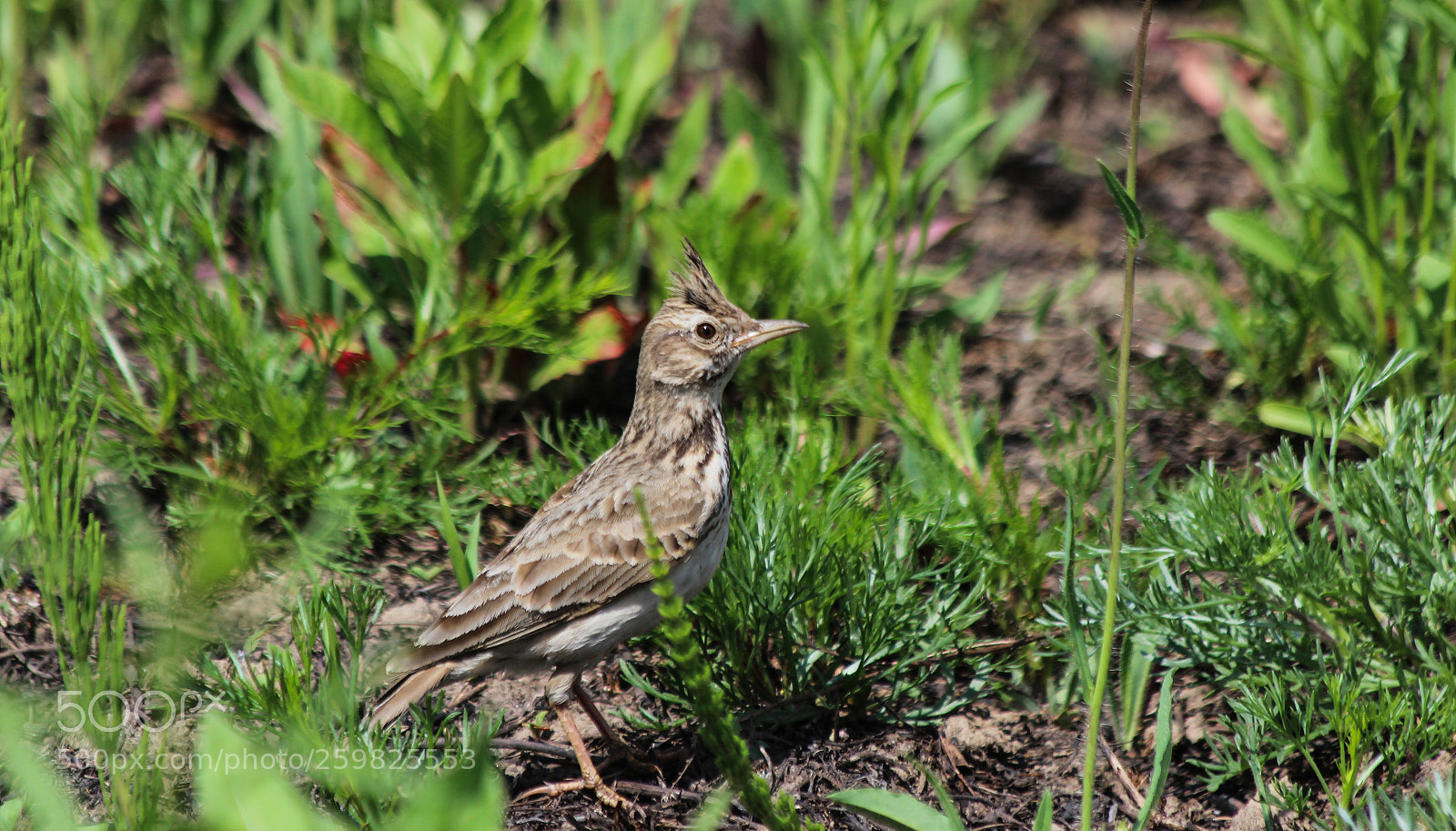 Canon EOS 600D (Rebel EOS T3i / EOS Kiss X5) sample photo. A lark in the photography
