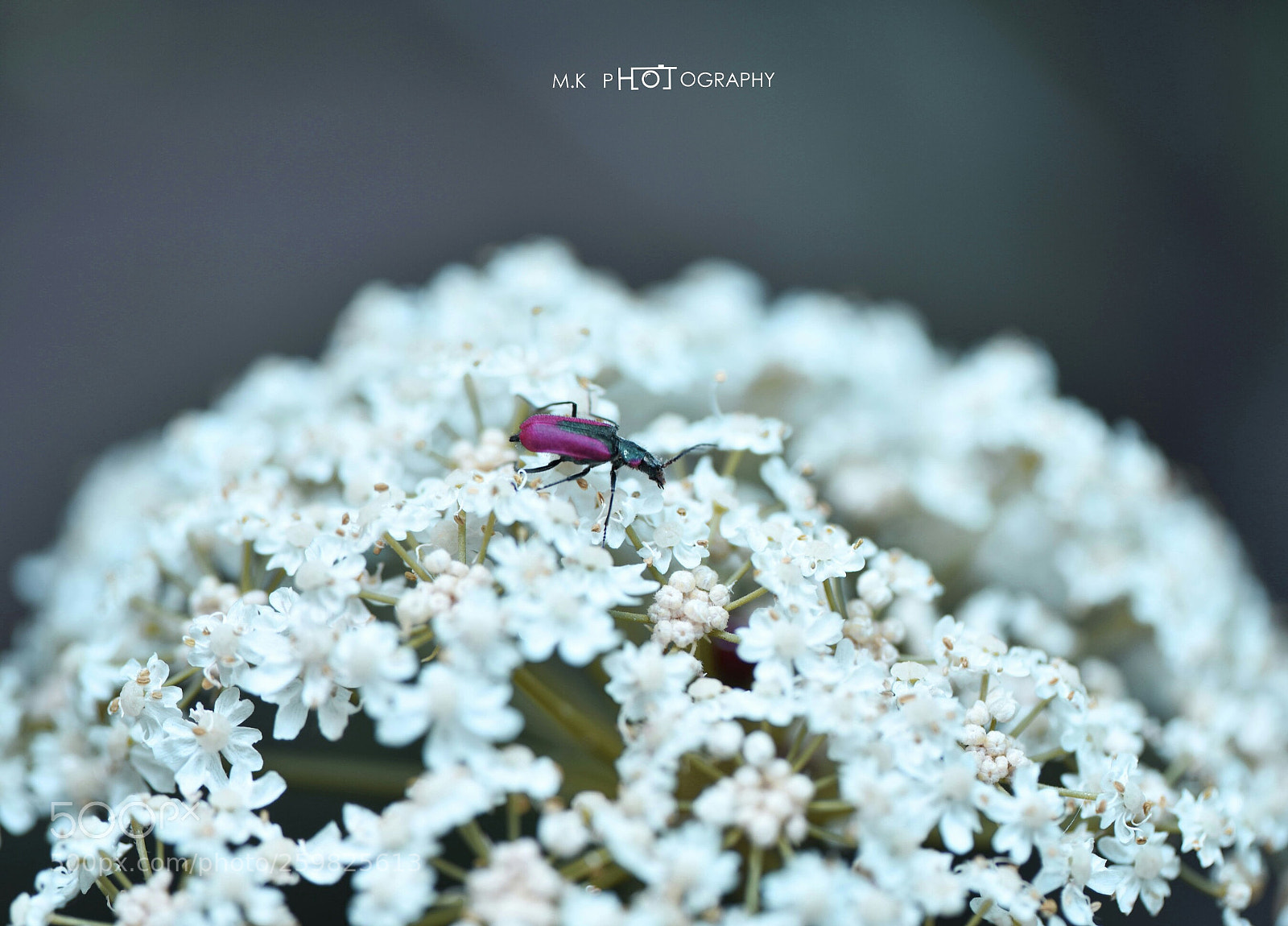 Nikon D810 sample photo. Untitled photography