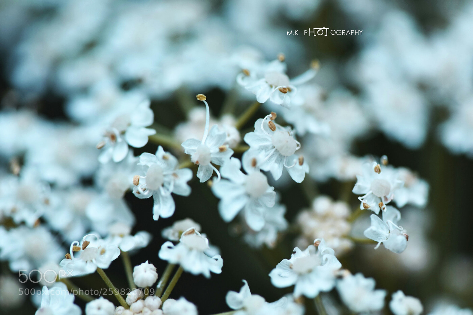 Nikon D810 sample photo. Untitled photography