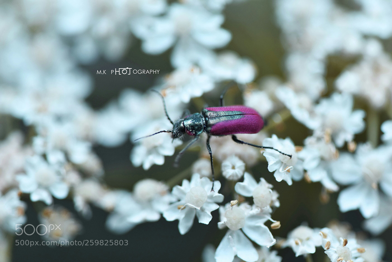 Nikon D810 sample photo. Untitled photography