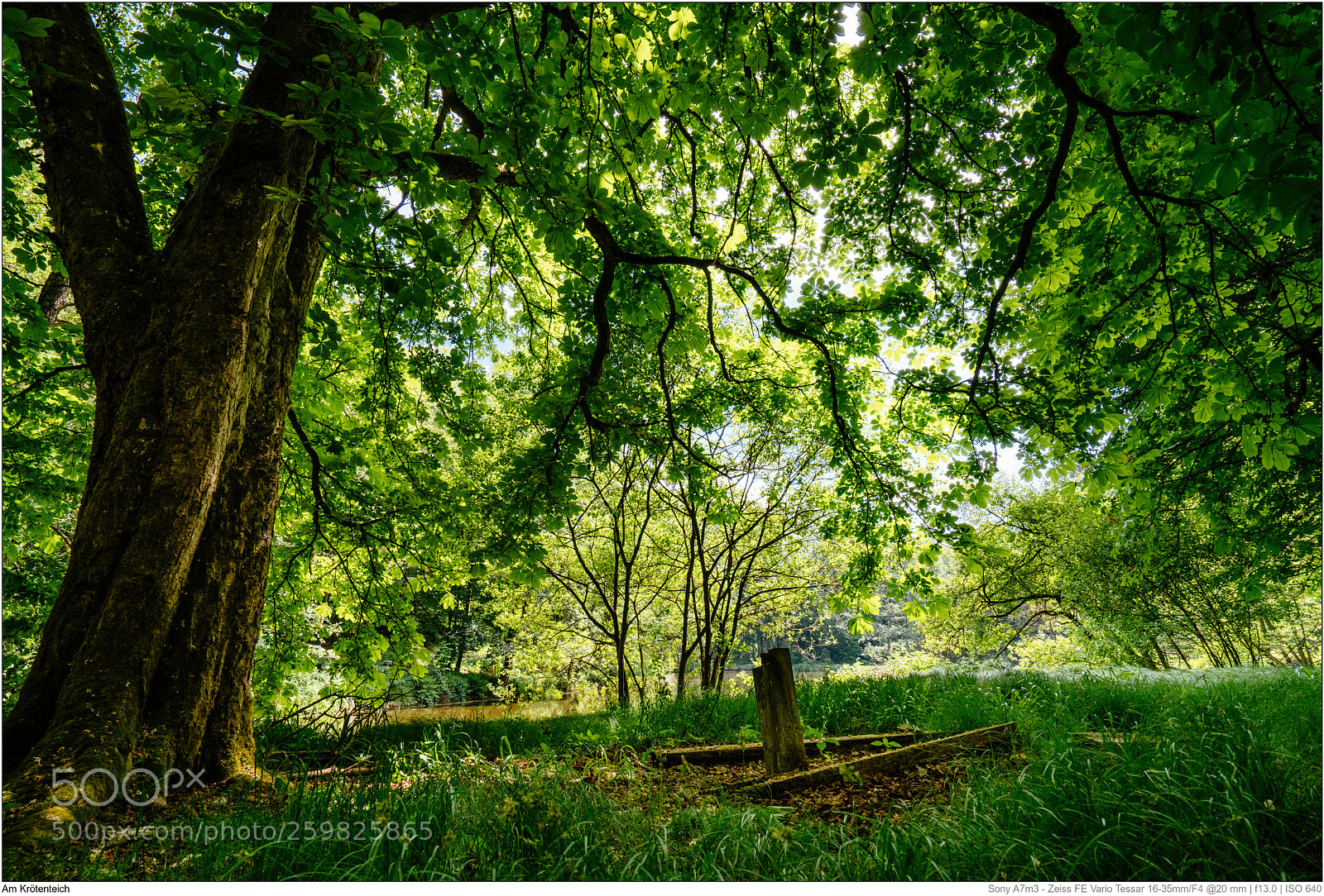 Sony a7 III sample photo. Am krötenteich photography