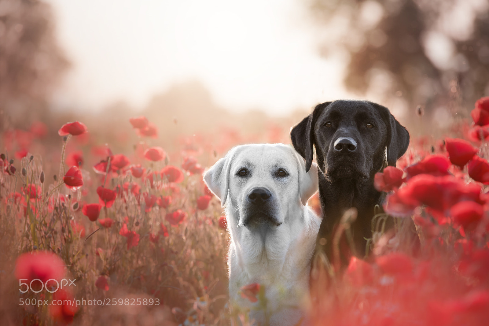 Nikon D750 sample photo. Shadow&balu <3 photography