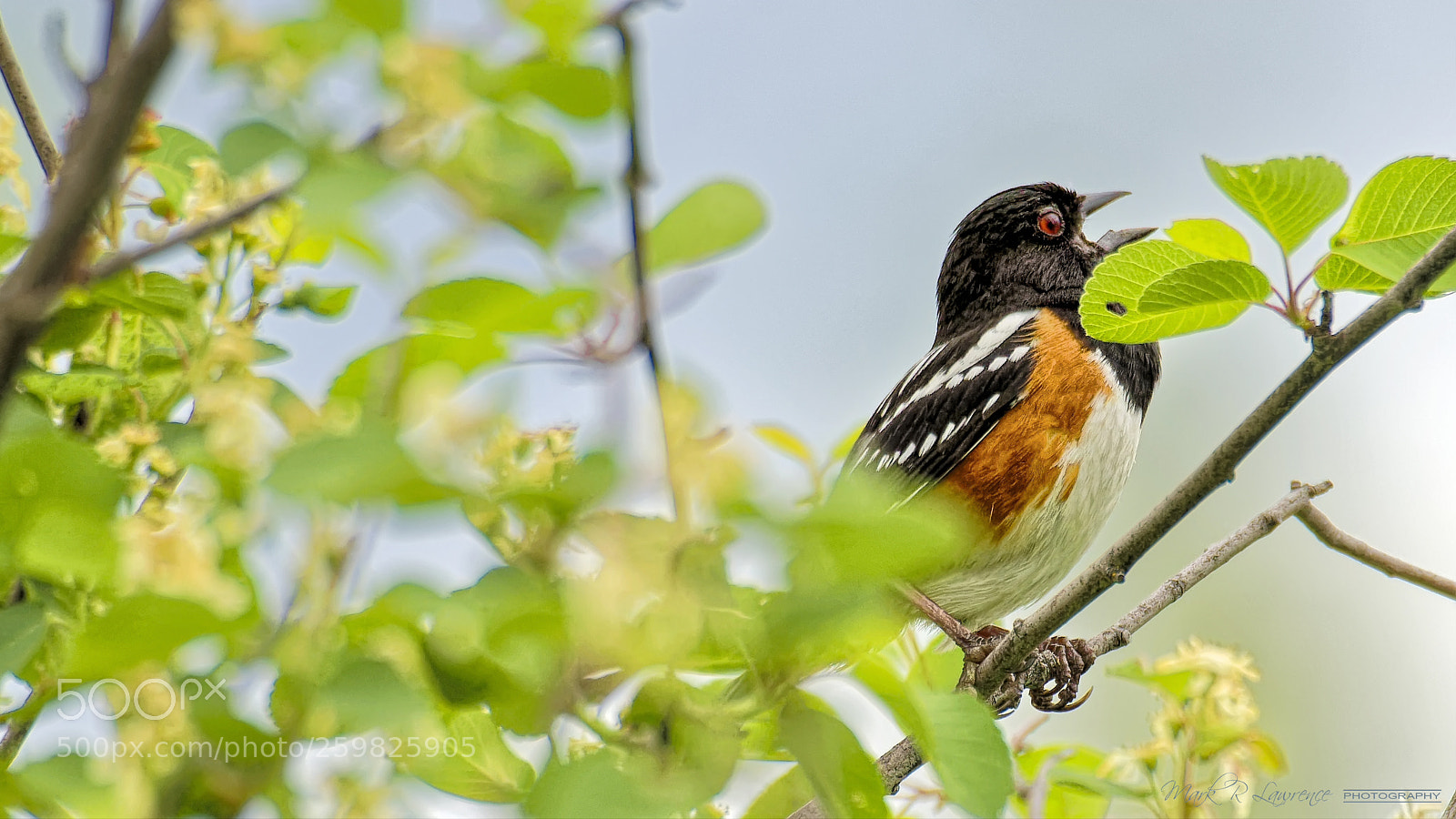 Nikon D810 sample photo. Towhee photography