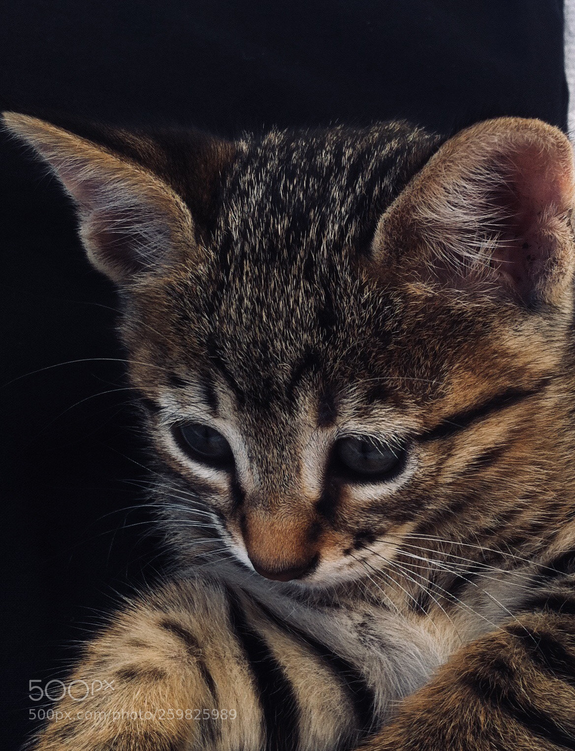 Apple iPhone 4 sample photo. Cats  photography