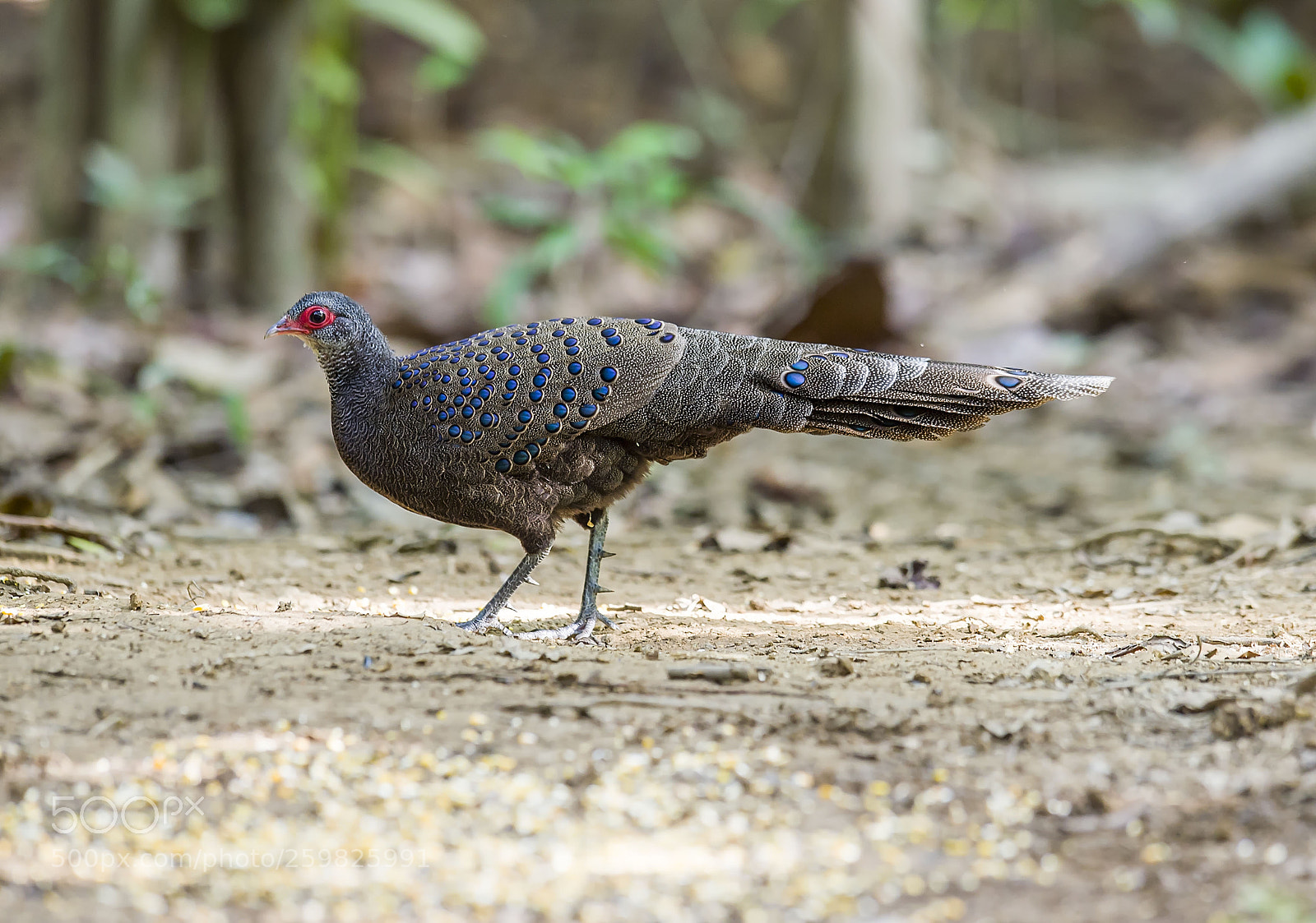 Nikon D4 sample photo. Germain's peacock pheasant photography