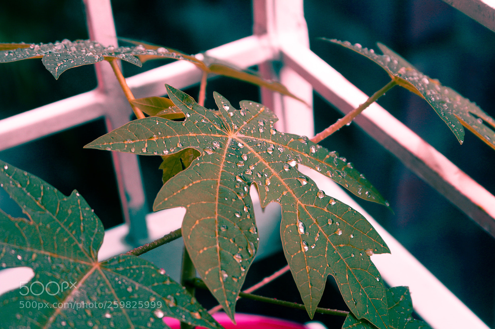 Canon EOS 700D (EOS Rebel T5i / EOS Kiss X7i) sample photo. Don't sweat photography