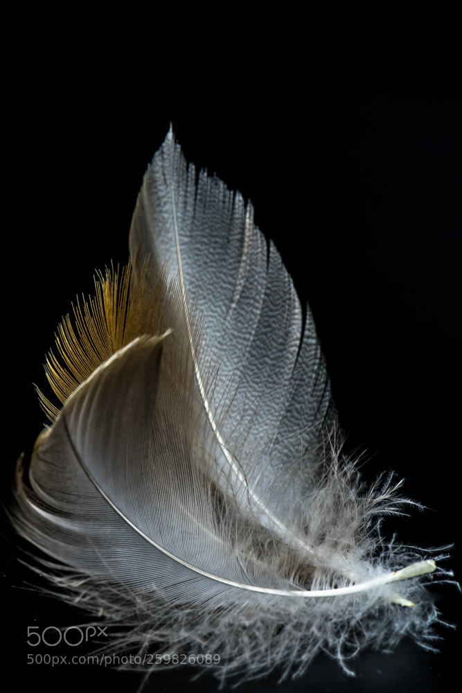 Nikon D7500 sample photo. Feather - light 2 photography