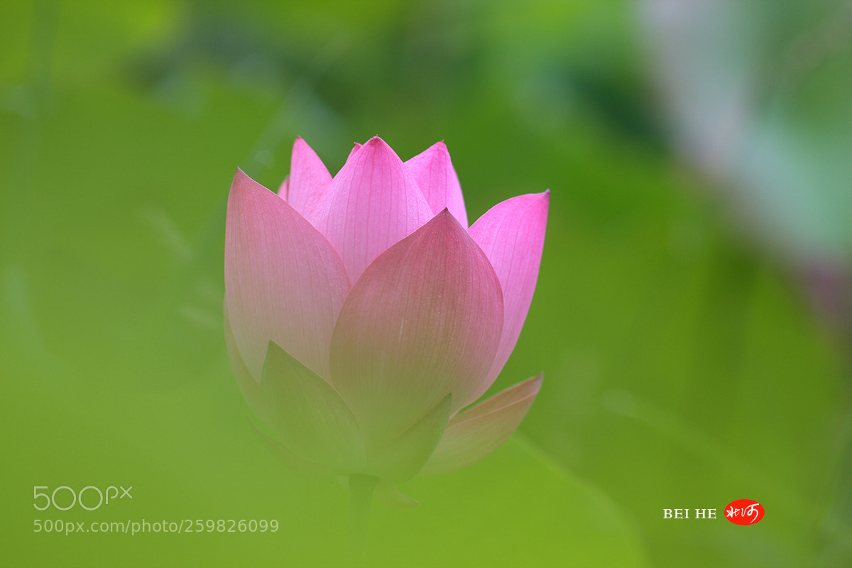 Canon EOS 40D sample photo. 朦胧 photography