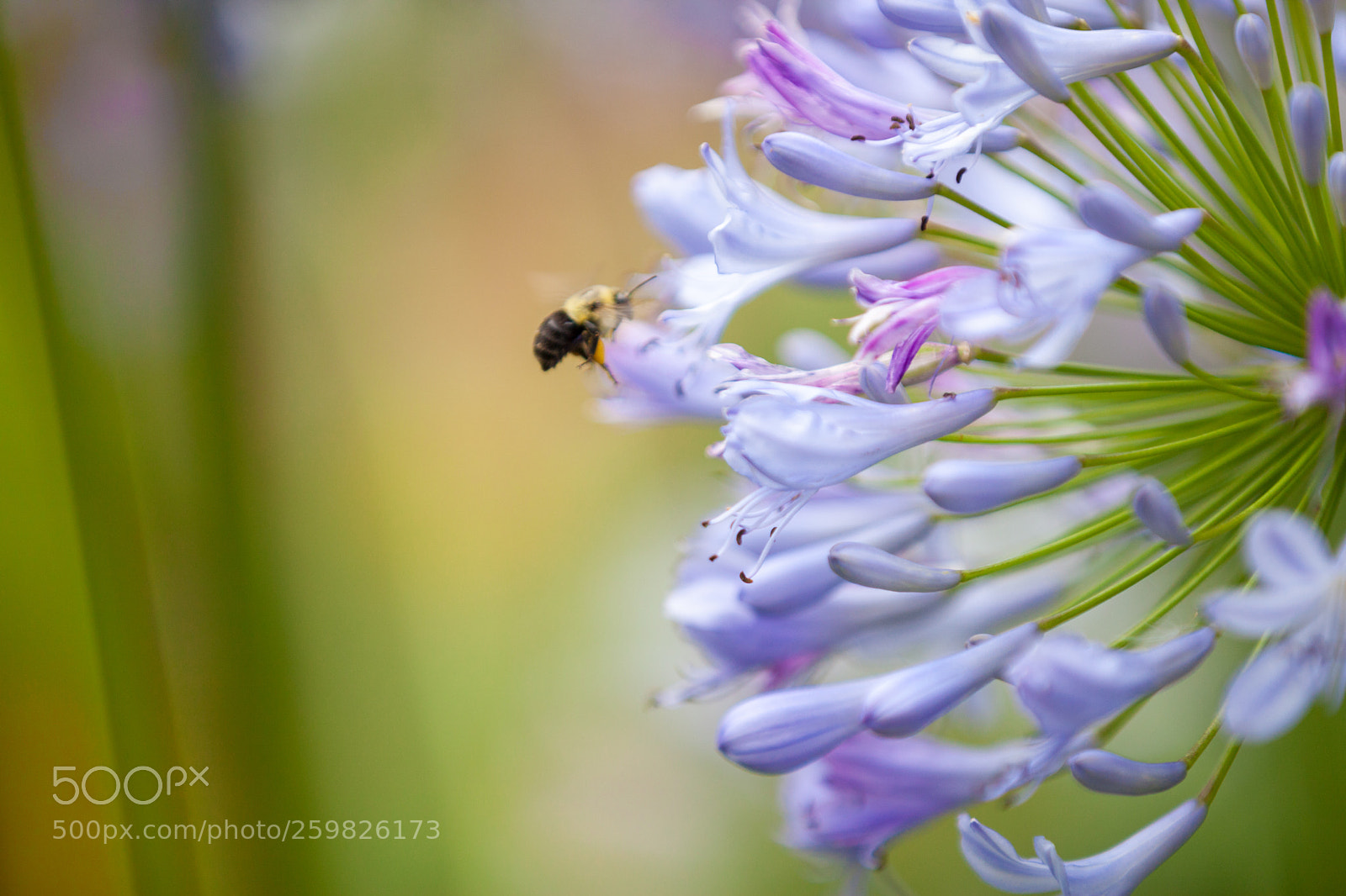 Canon EOS 5D Mark II sample photo. Nature :) photography
