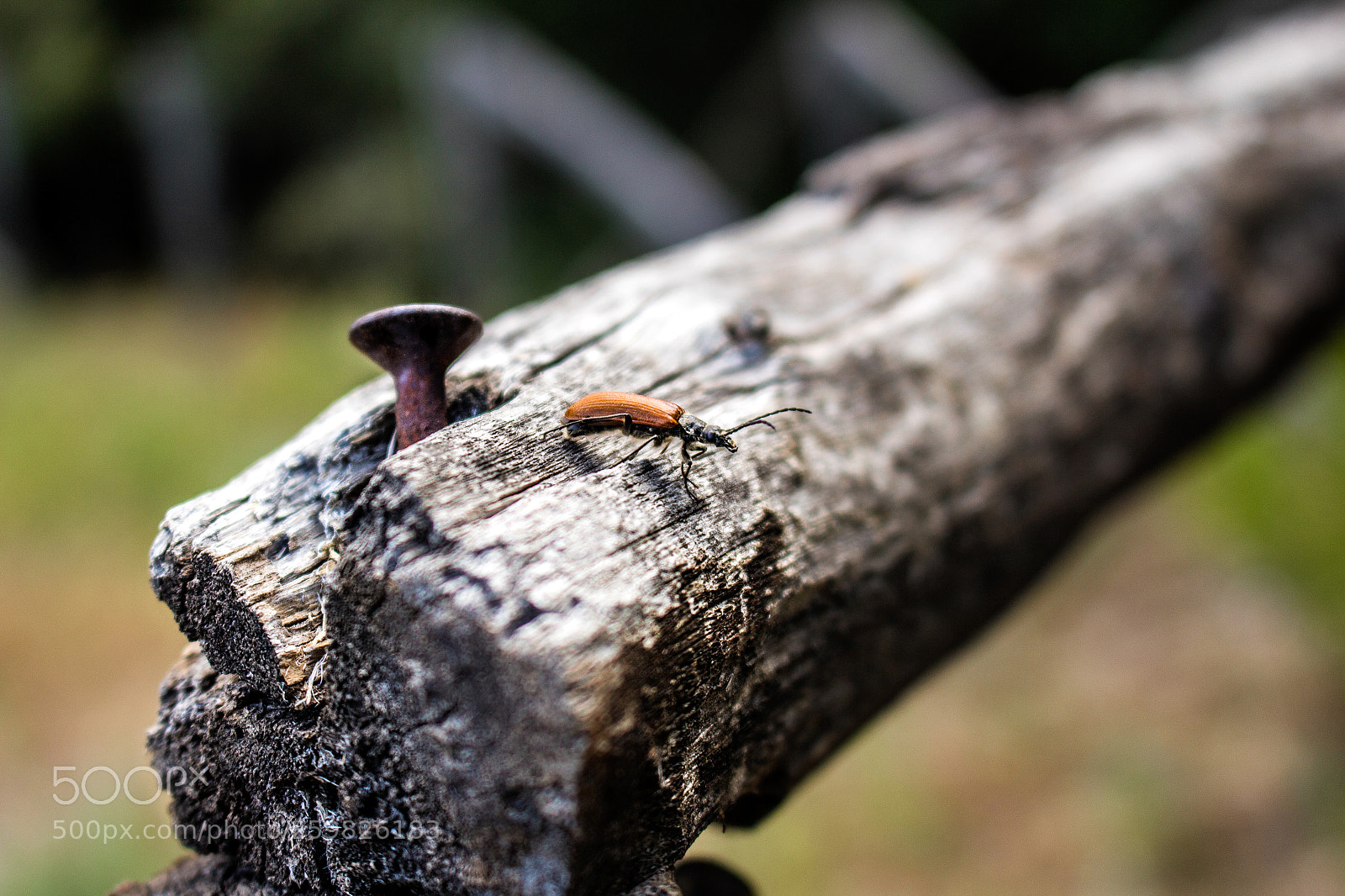 Canon EOS 700D (EOS Rebel T5i / EOS Kiss X7i) sample photo. Img photography