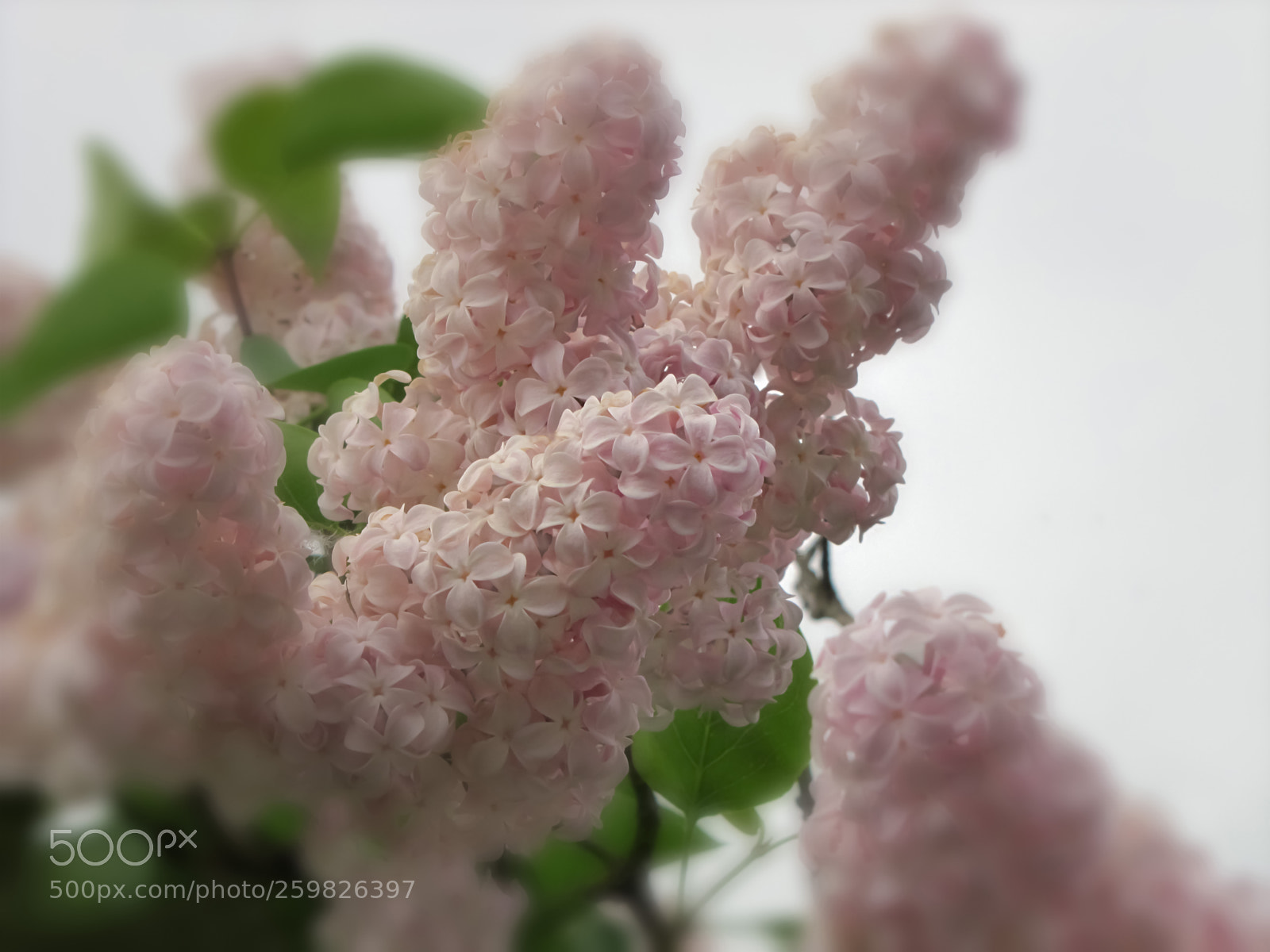 Canon PowerShot SX20 IS sample photo. Beautiful pink lilac photography