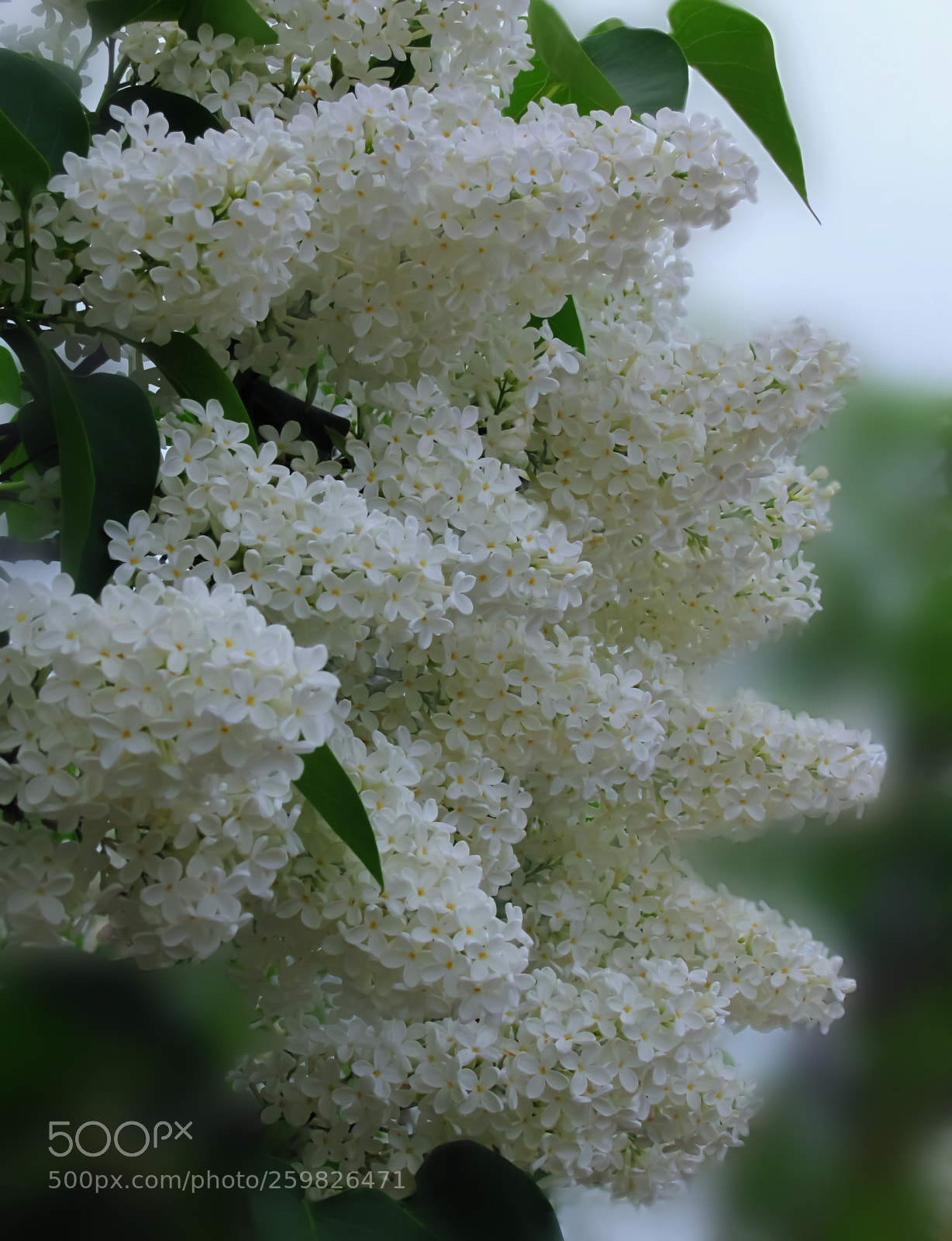 Canon PowerShot SX20 IS sample photo. White lilac bush photography