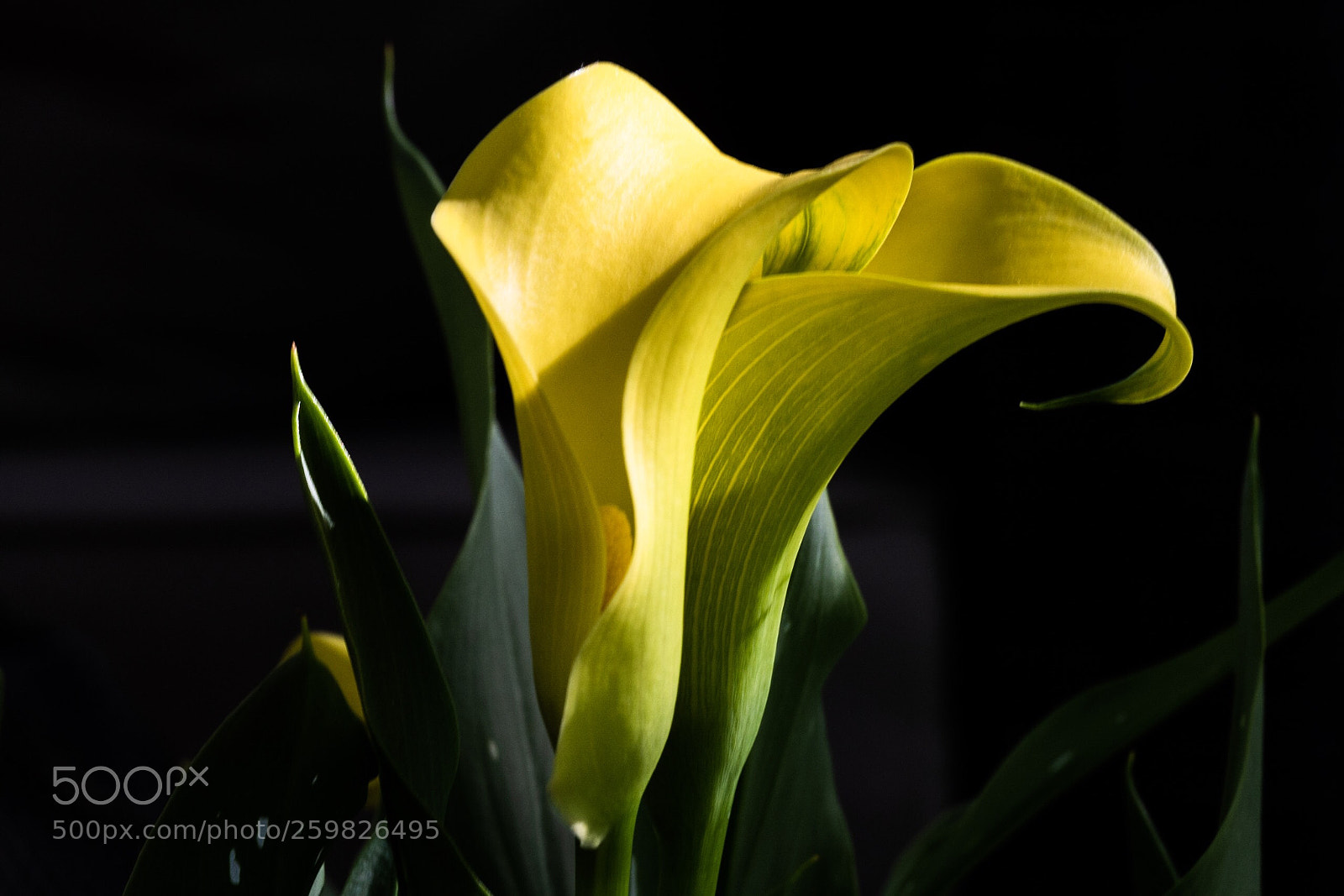 Nikon D850 sample photo. Evening light.  photography
