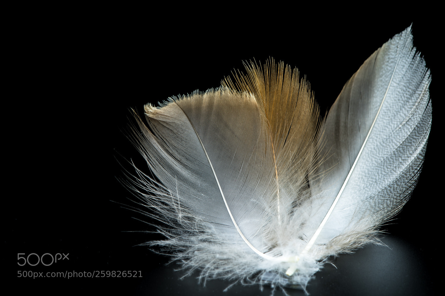 Nikon D7500 sample photo. Feather - light 3 photography
