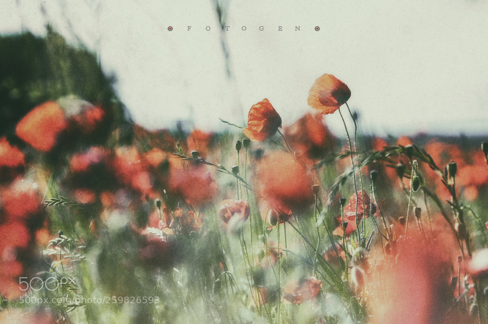 Nikon D300S sample photo. Colors of summer photography