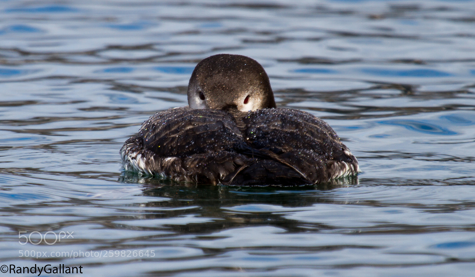 Canon EOS 7D sample photo. Common loon photography