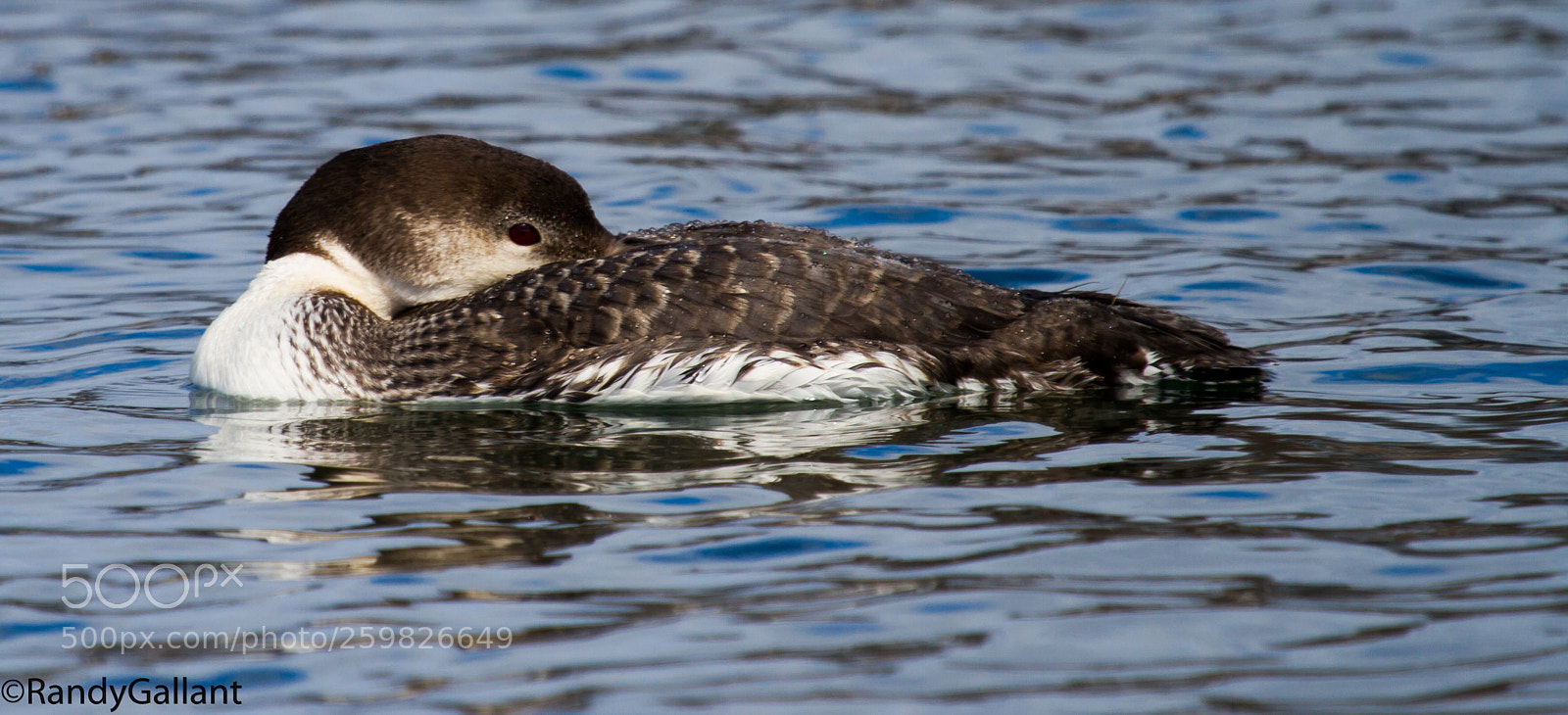 Canon EOS 7D sample photo. Common loon photography