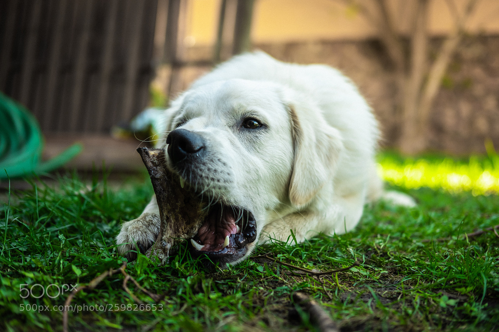 Fujifilm X-T20 sample photo. Dog photography