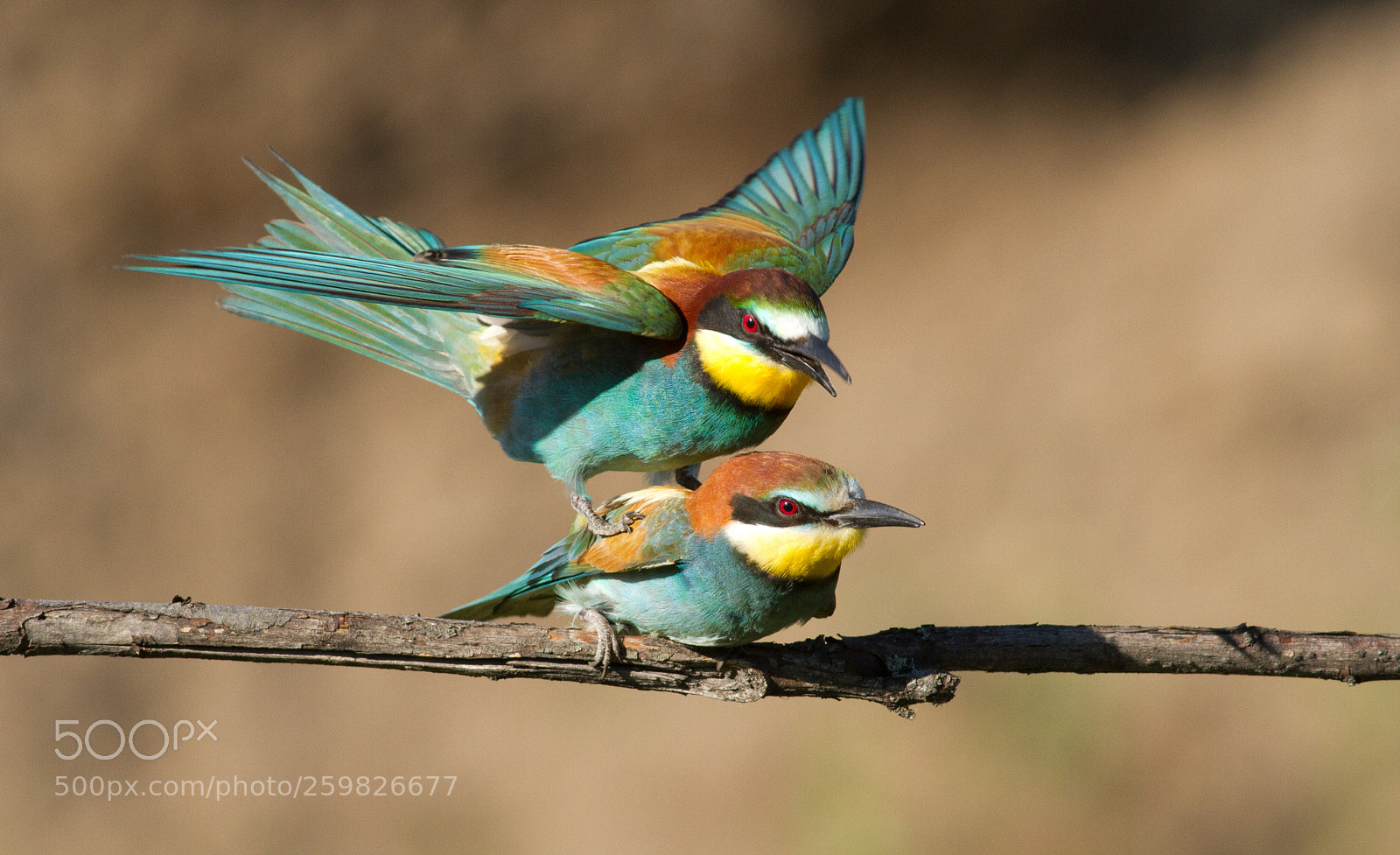 Canon EOS 7D sample photo. Bee-eaters photography