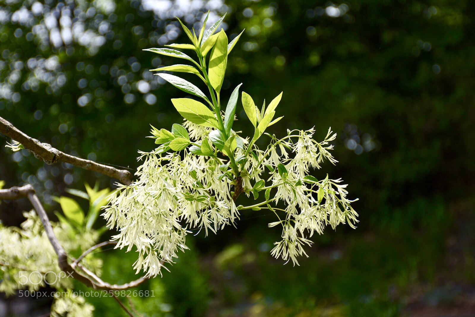 Nikon D7200 sample photo. Green with a bit photography