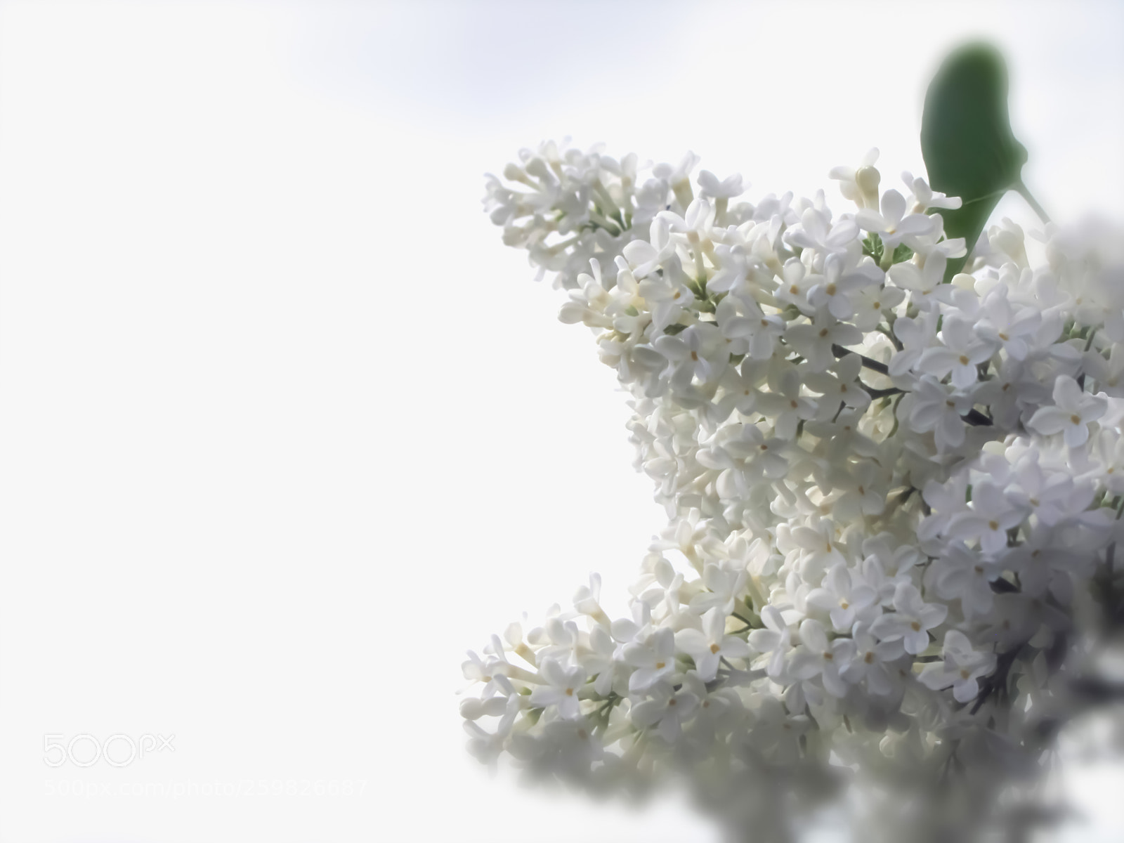 Canon PowerShot SX20 IS sample photo. Lilacs white on white photography