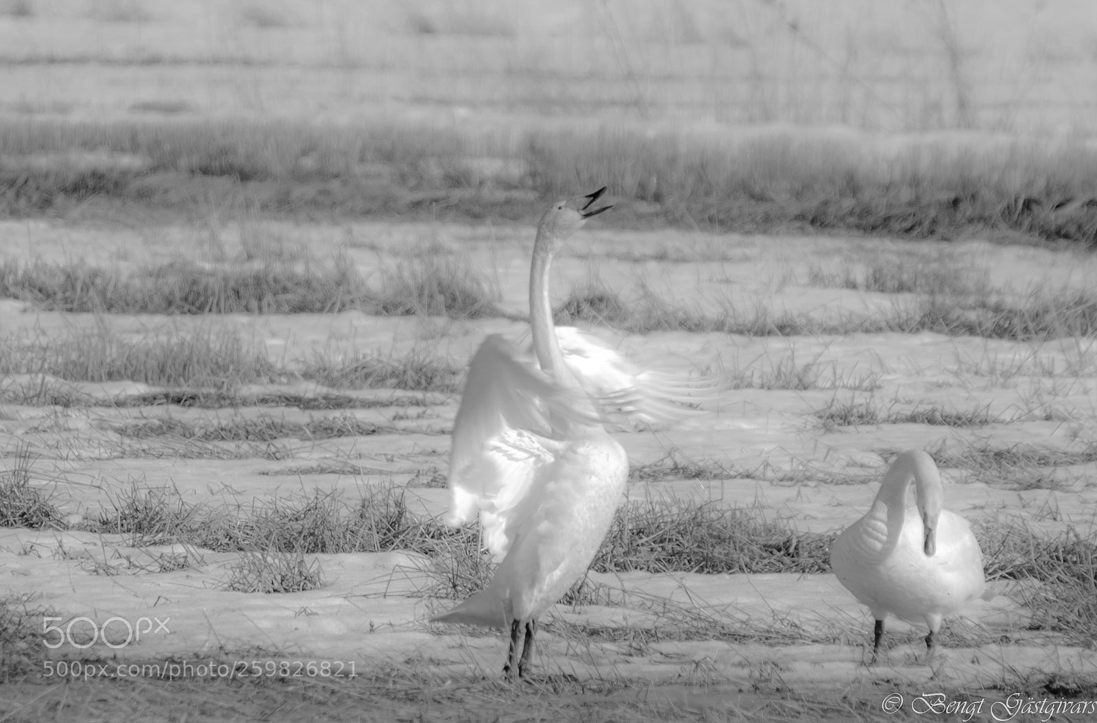 Nikon D700 sample photo. Swans photography