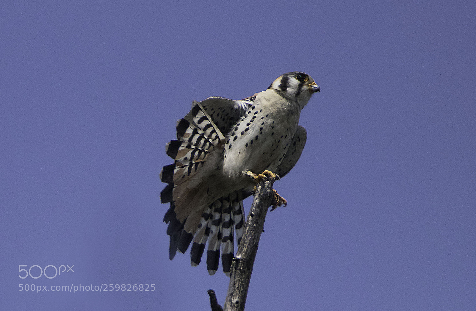 Canon EOS 80D sample photo. Kestrel flairing the tail photography