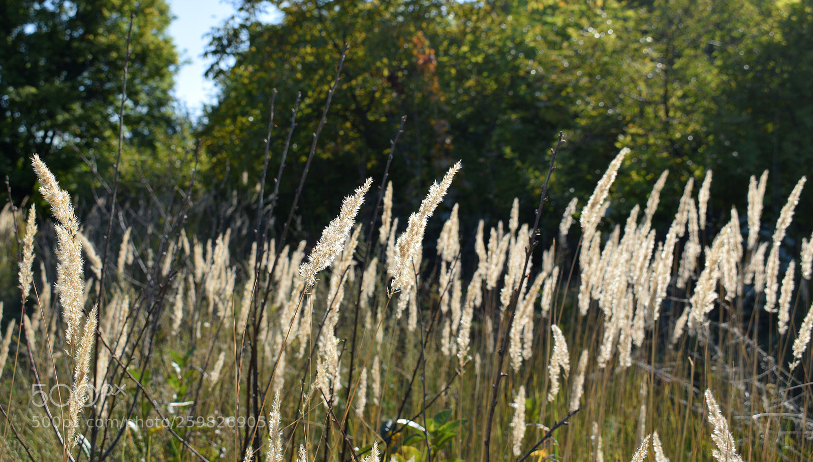 Nikon D3300 sample photo. 31 photography