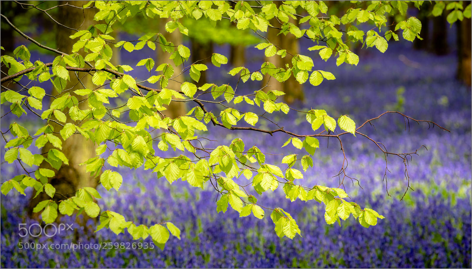 Nikon D750 sample photo. Vivid beech leaves photography