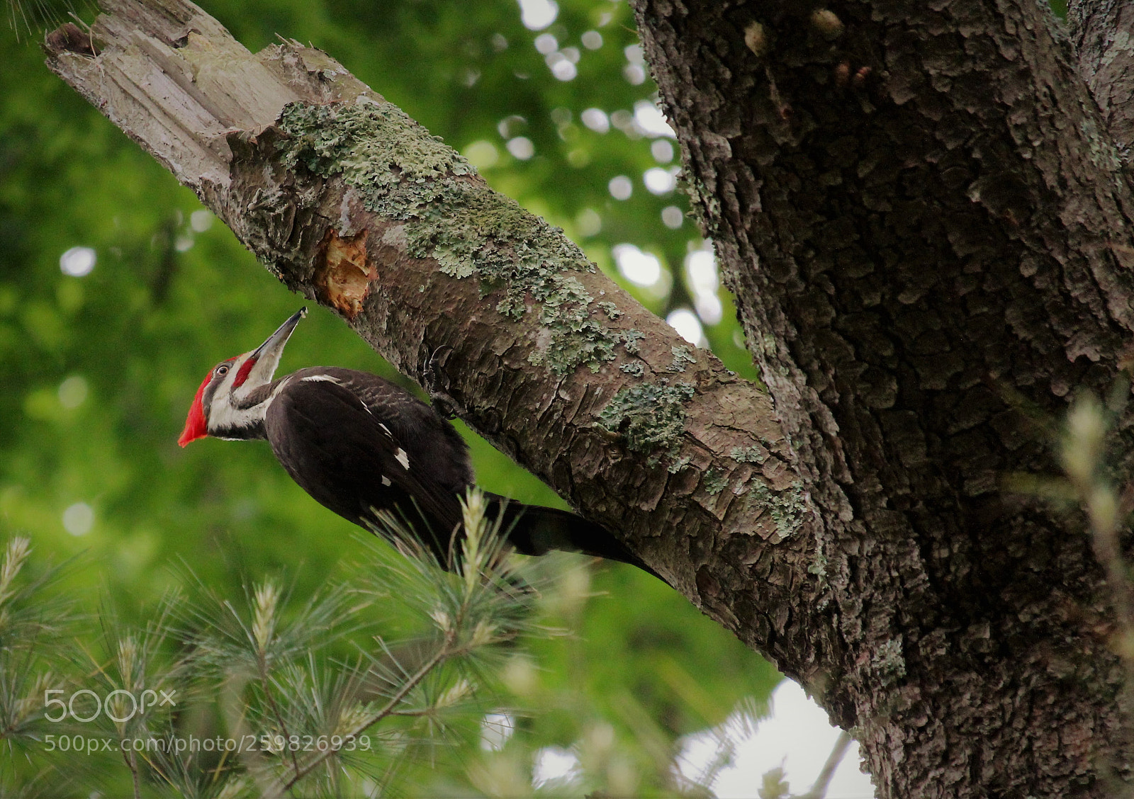 Canon EOS 1300D (EOS Rebel T6 / EOS Kiss X80) sample photo. Woodpecker and pine photography