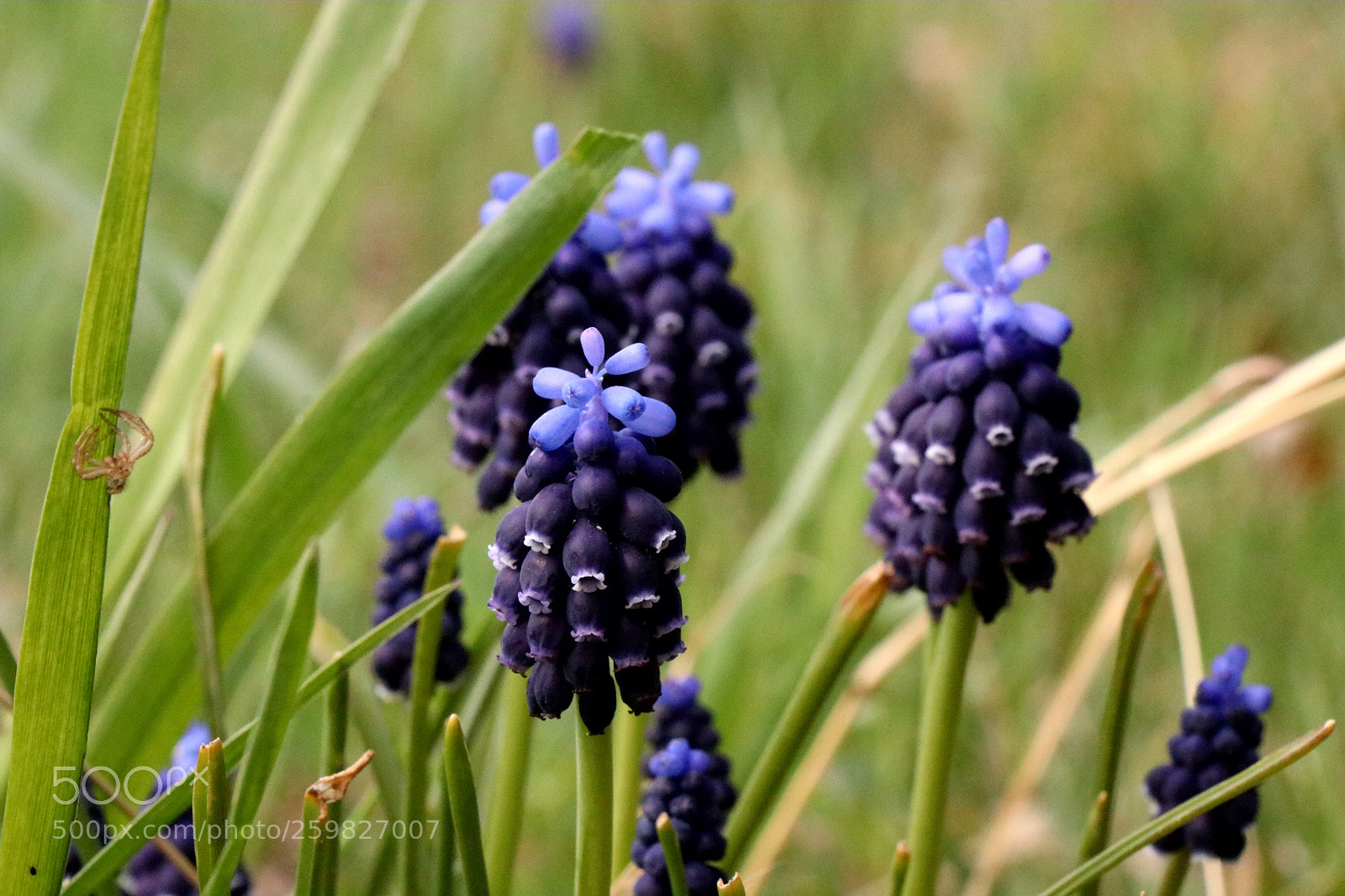 Canon EOS 80D sample photo. Blue photography