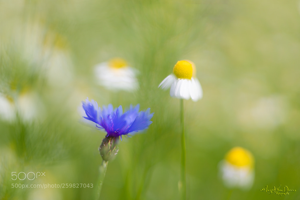 Canon EOS 5D Mark IV sample photo. Field flowers photography