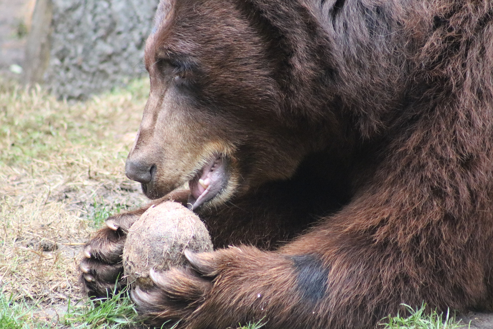 Canon EOS 750D (EOS Rebel T6i / EOS Kiss X8i) + Canon EF 75-300mm f/4-5.6 USM sample photo. Bear 7745 photography