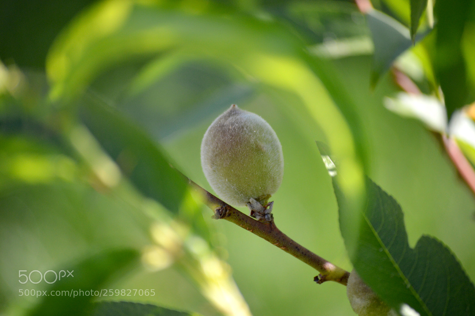 Nikon D3200 sample photo. Young peach fruit photography