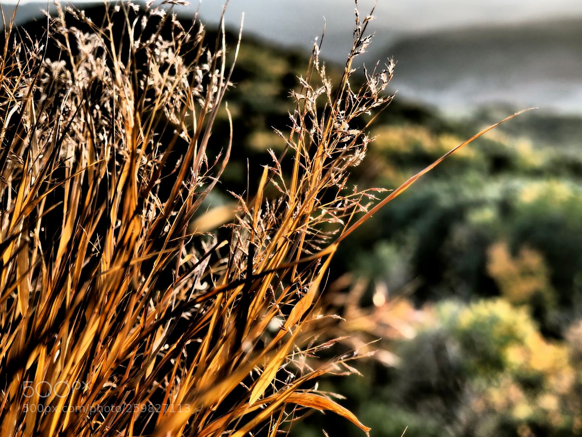 Olympus OM-D E-M5 II sample photo. Graminées photography