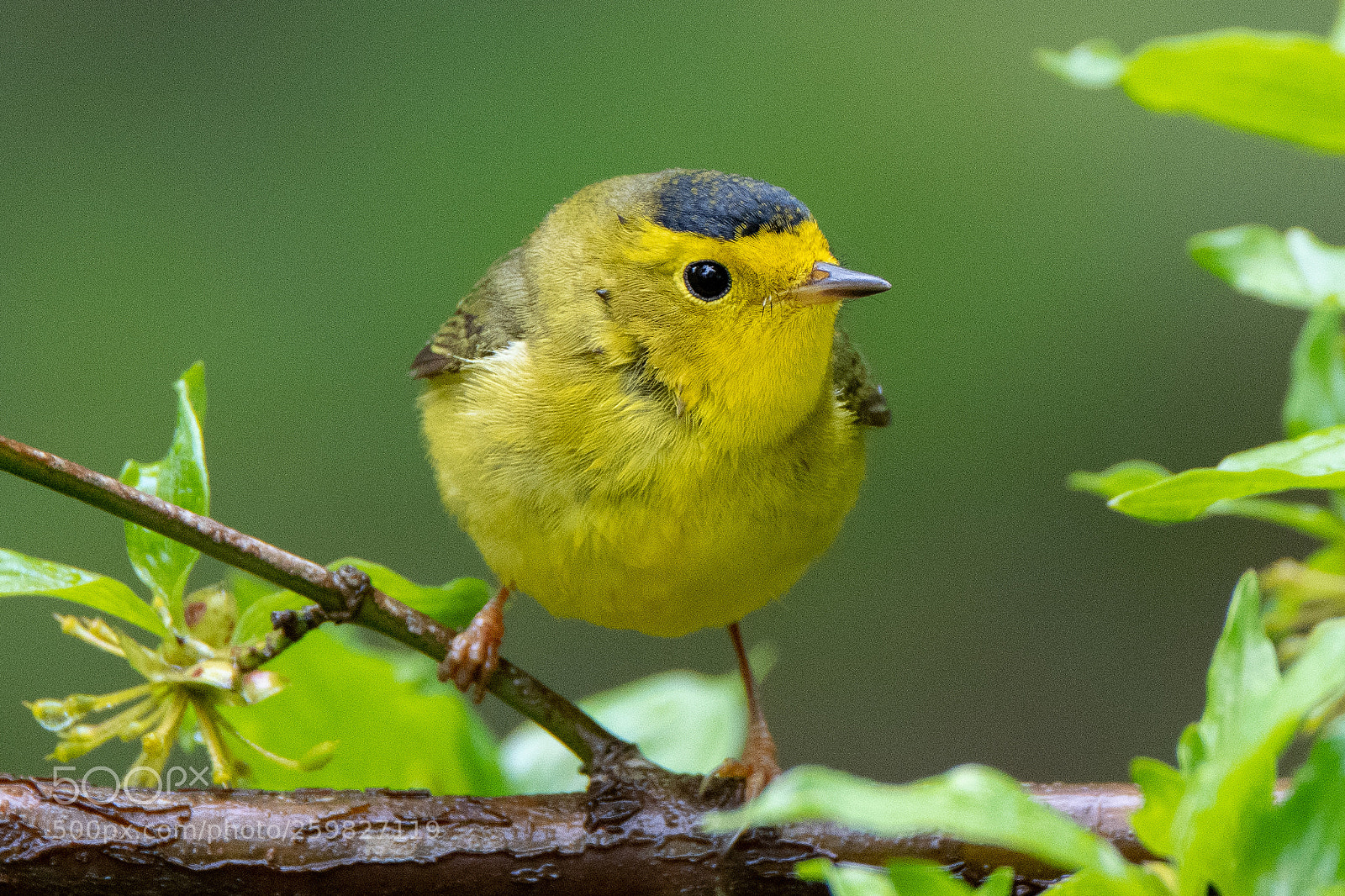 Nikon D850 sample photo. Magic hedge bird photography