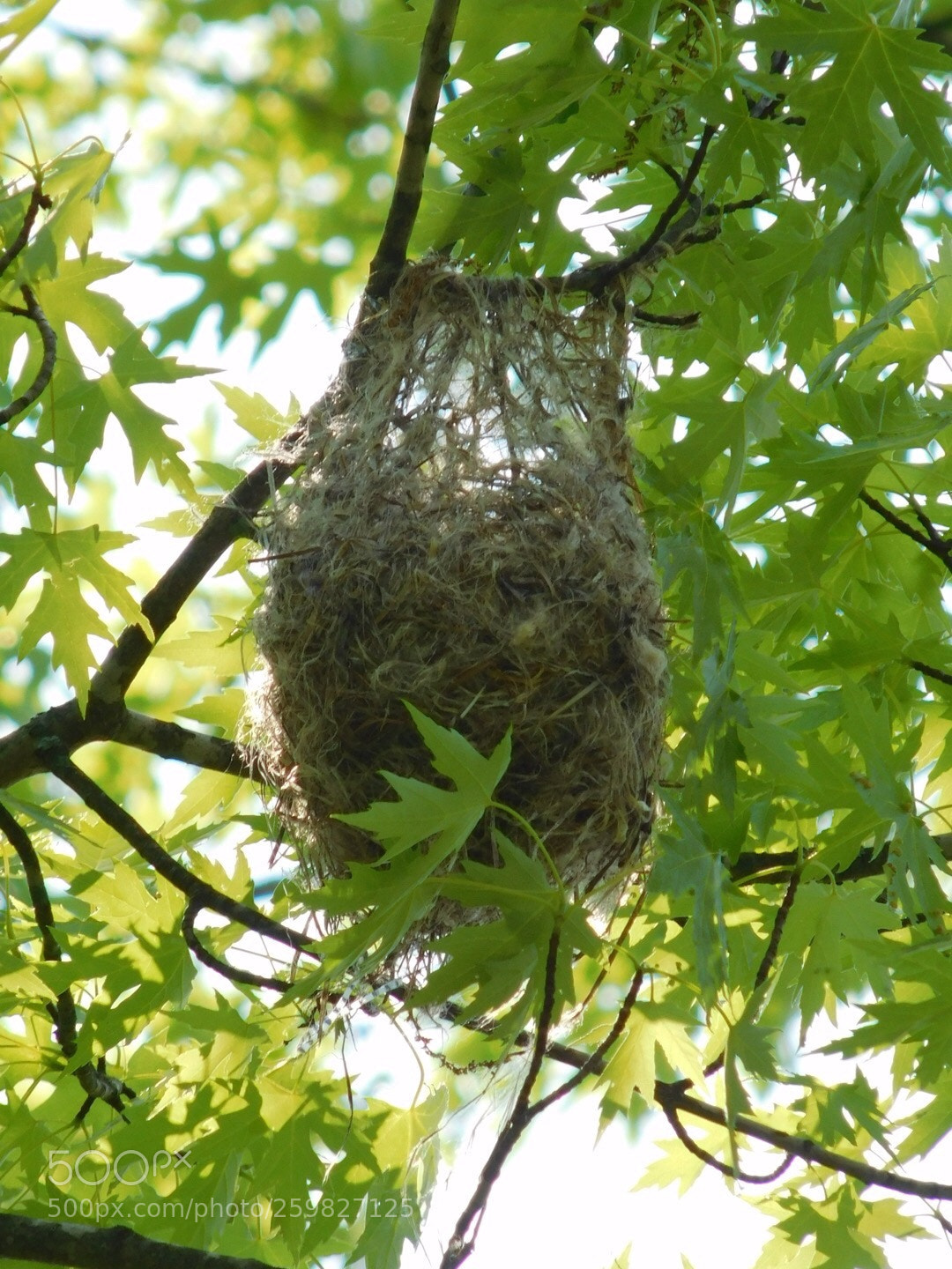 Nikon Coolpix L840 sample photo. Baltimore orioles nest photography