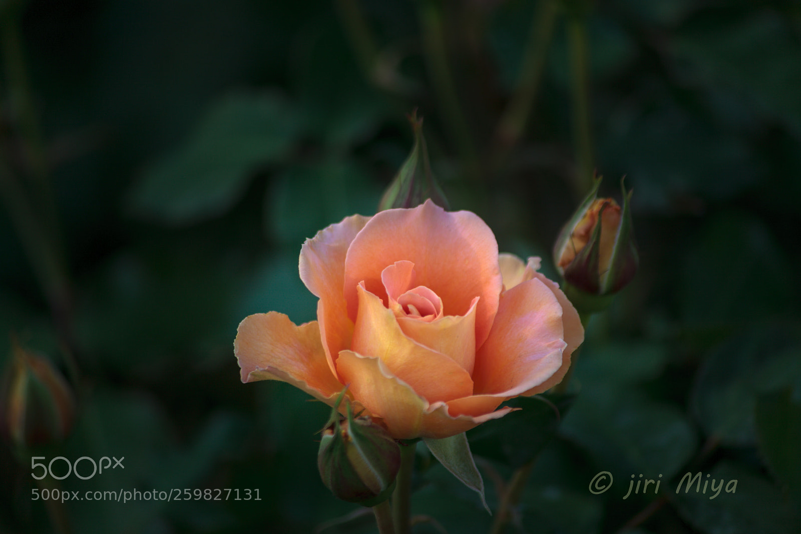 Canon EOS 5D Mark II sample photo. Vermilion photography