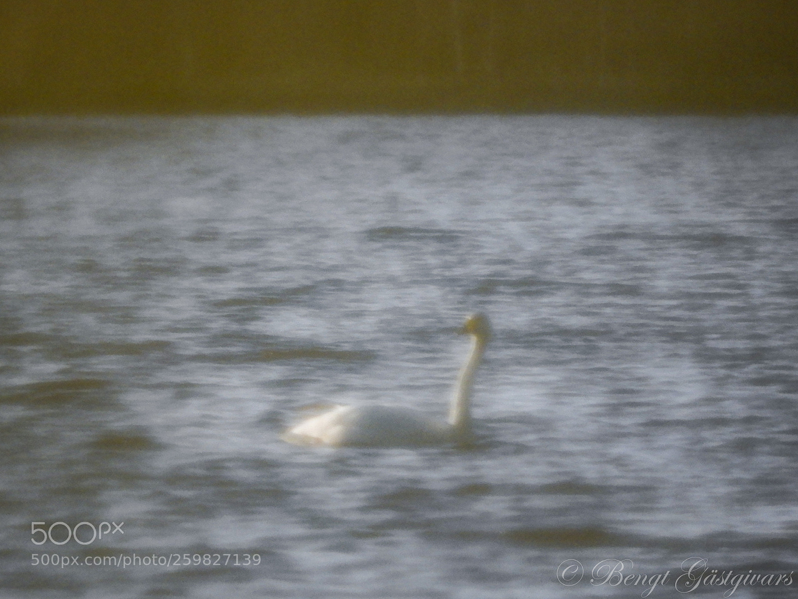 Nikon Coolpix B700 sample photo. Swan photography