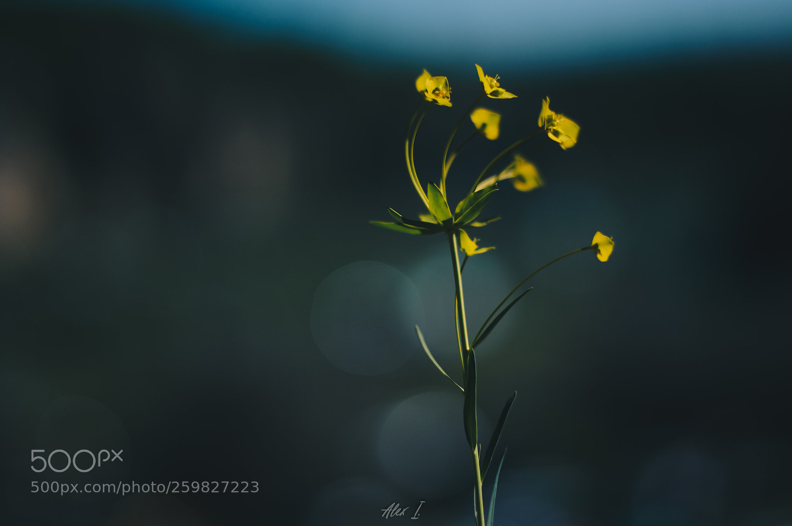 Nikon D300 sample photo. Wild plant photography