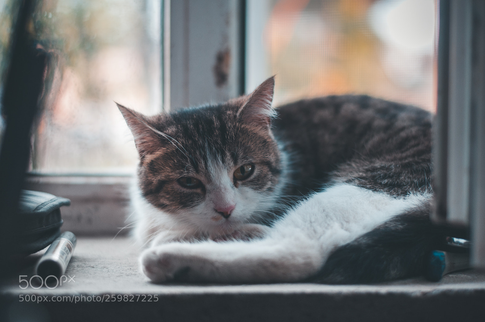 Nikon D300 sample photo. Cat on window photography