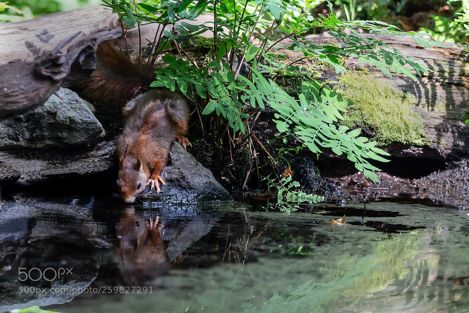 Canon EOS 6D sample photo. Red squirrel drinking photography
