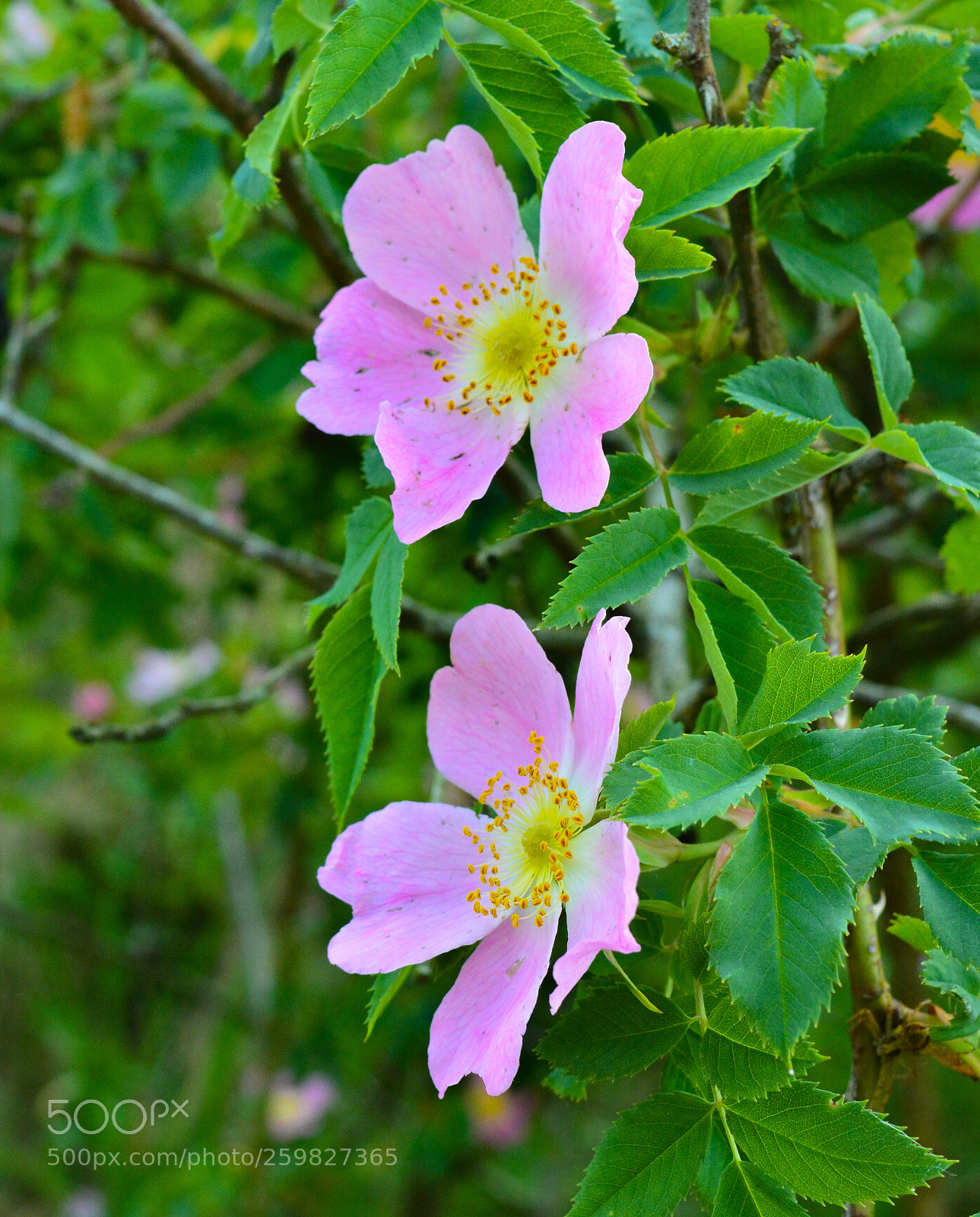 Nikon D5200 sample photo. Flowers photography