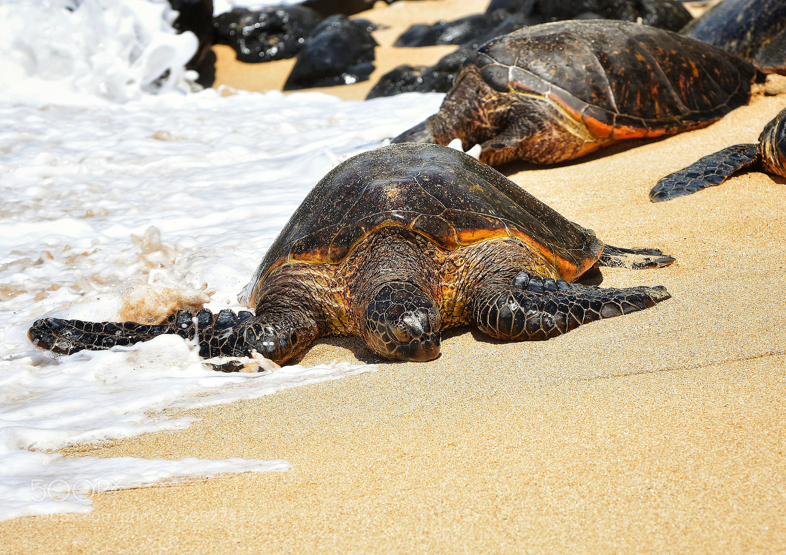 Nikon D3400 sample photo. Green sea turtle on photography