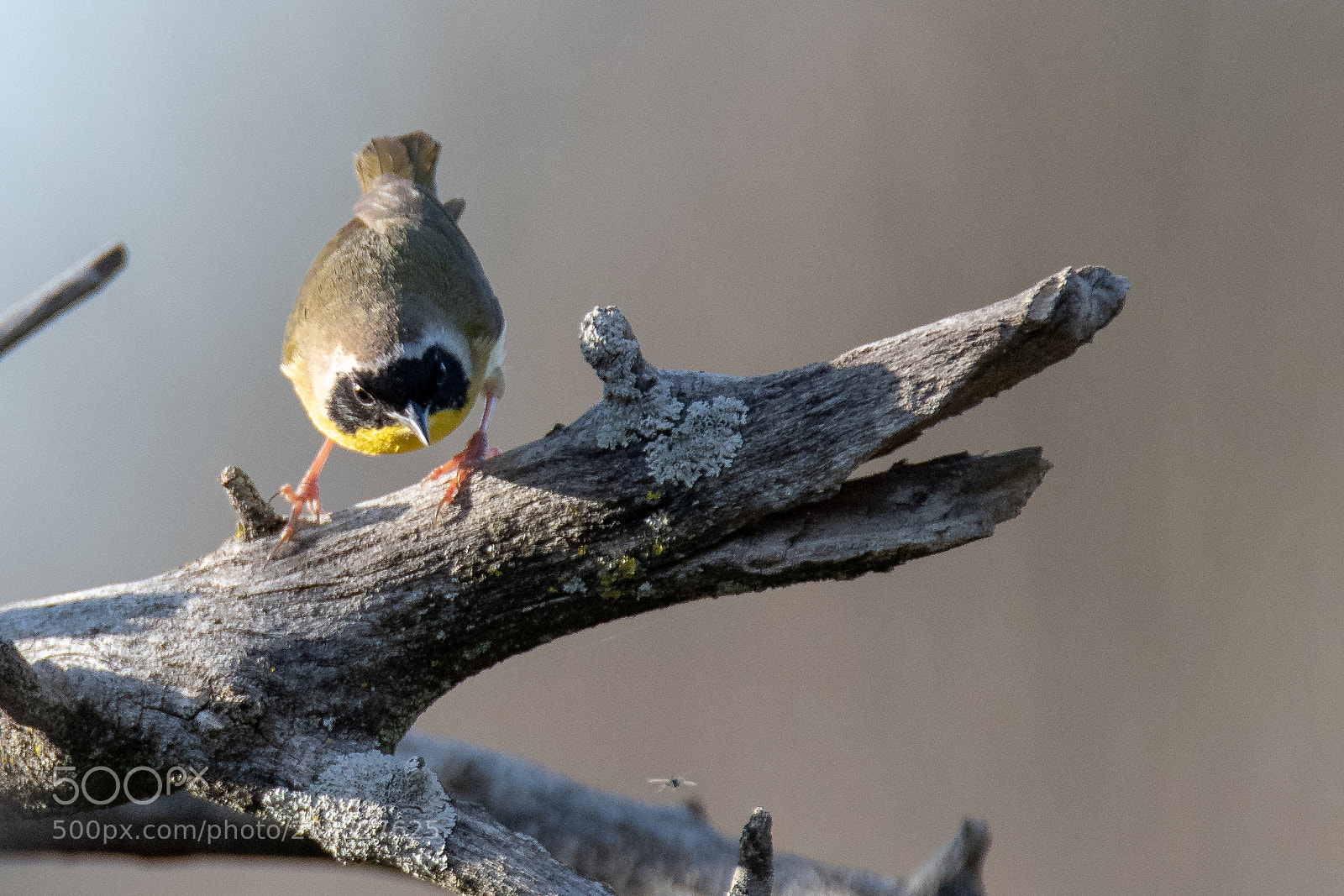 Nikon D850 sample photo. Common yellowthroat photography