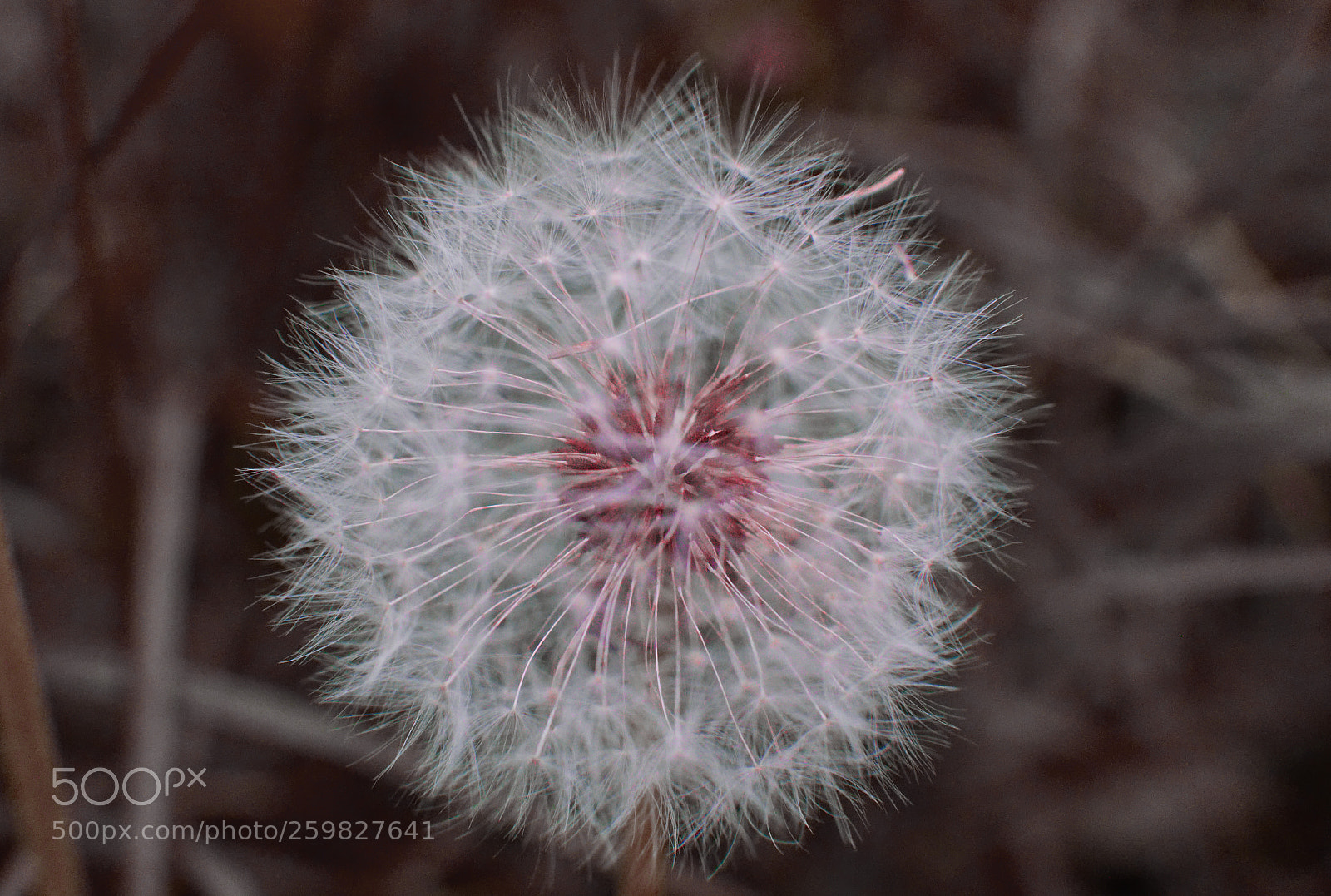 Sony a6000 sample photo. Pusteblume photography