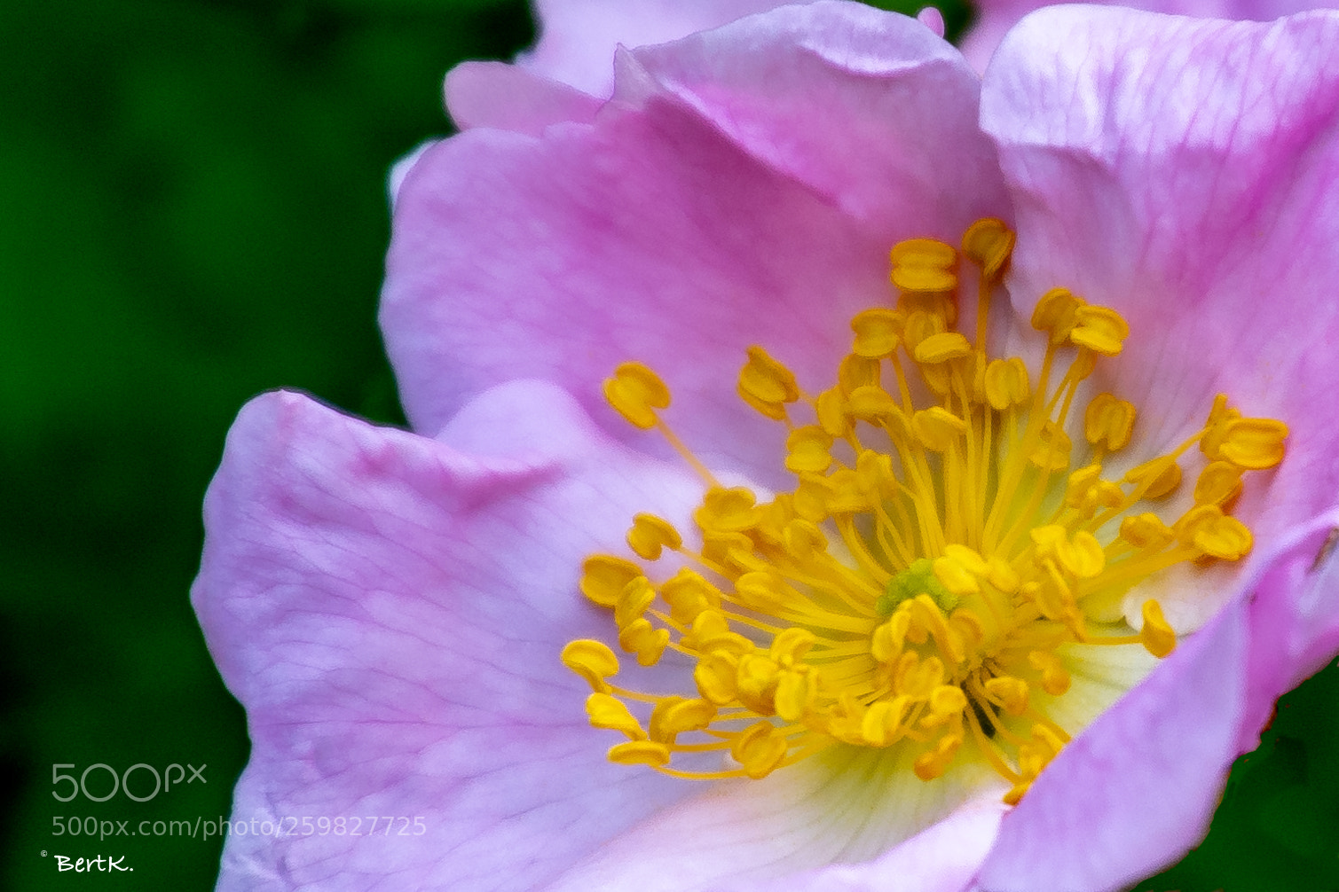 Nikon D500 sample photo. Wild rose photography
