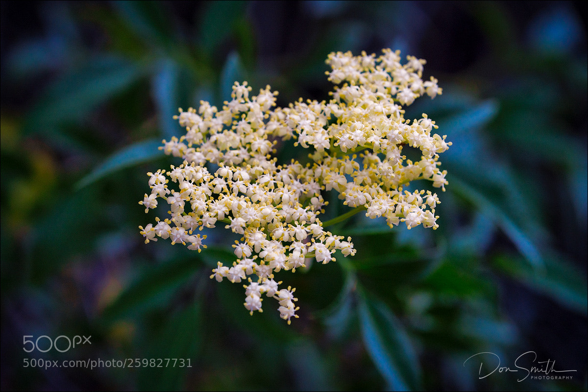 Sony a7R III sample photo. Blue elderberry, pinnacles national photography