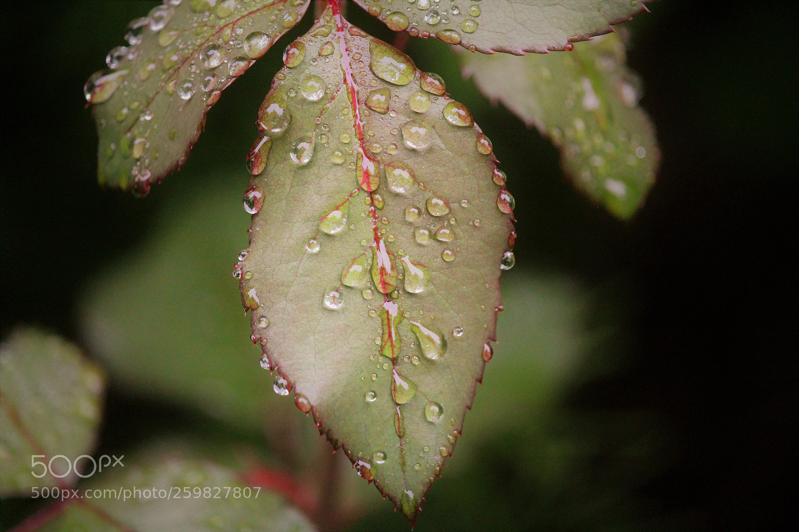 Canon EOS 1300D (EOS Rebel T6 / EOS Kiss X80) sample photo. Dewy rose leaf photography