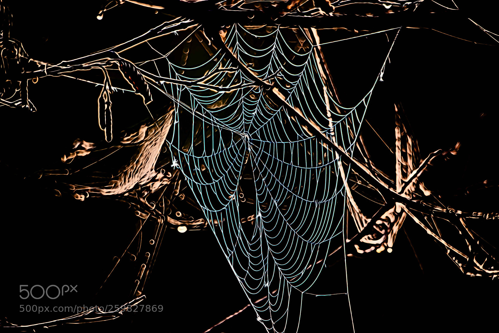 Nikon D800 sample photo. Spinderweb photography